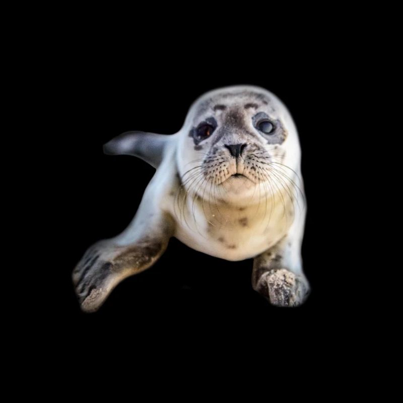 Cadeau de bébé phoque de la mer du Nord