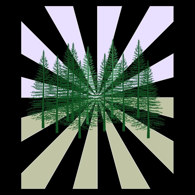 Rays Forest Fir Wilderness Flora Ecology