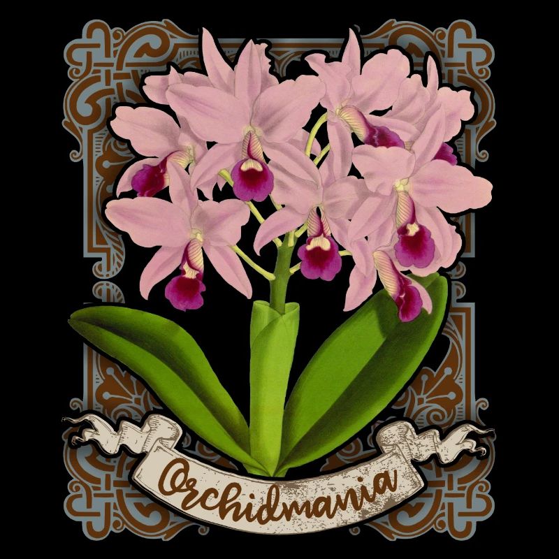 Illustration d’orchidée ancienne, orchidée vintage