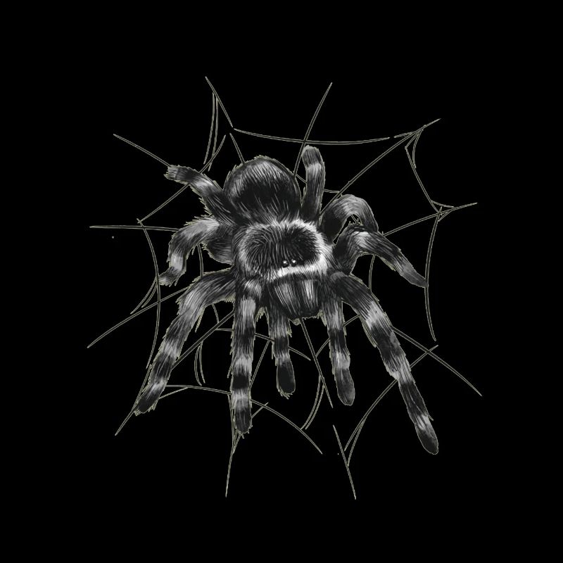 Tarentule noire