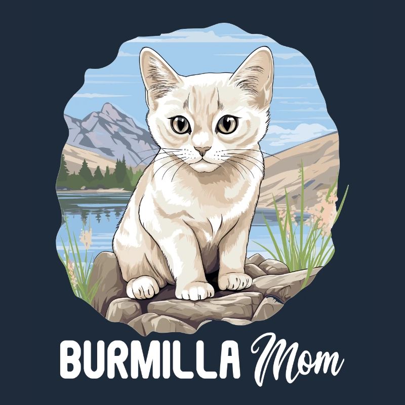 Burmilla Kätzchen Burmilla Katze