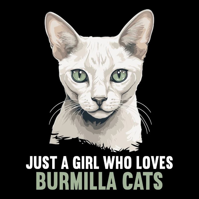 Burmilla Chaton Burmilla Chat