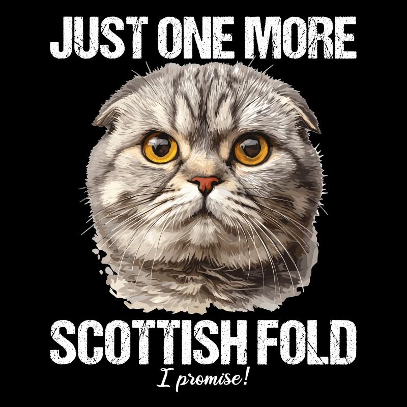 Scottish Fold Kitten Scottish Fold Cat