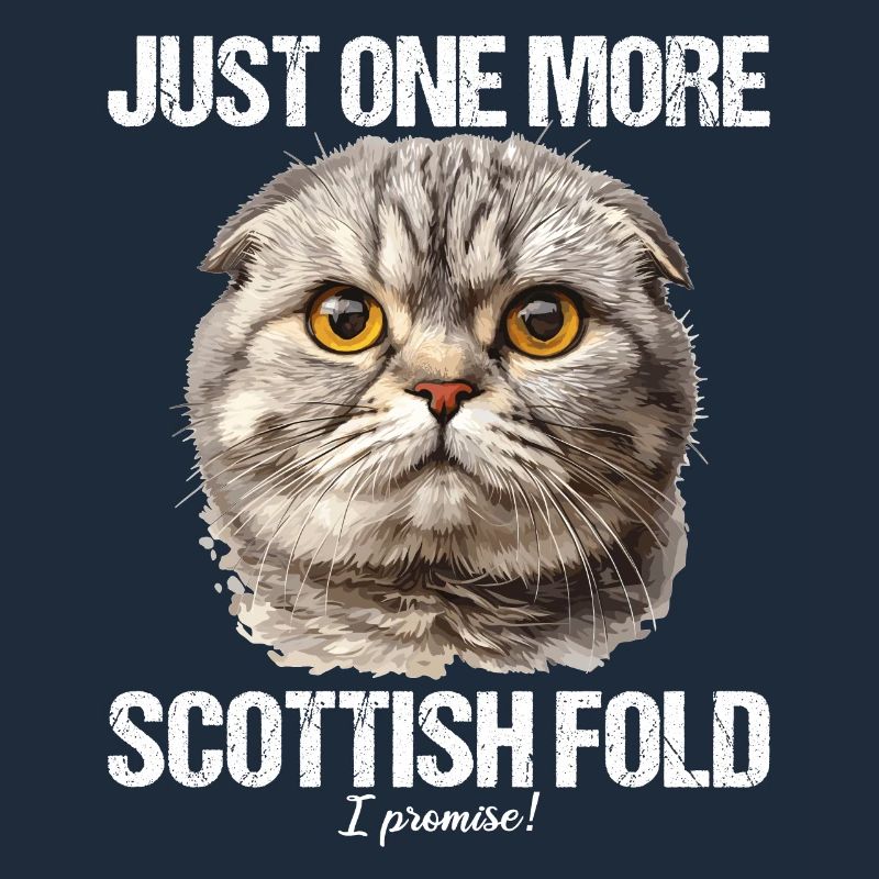 Scottish Fold Kitten Scottish Fold chat