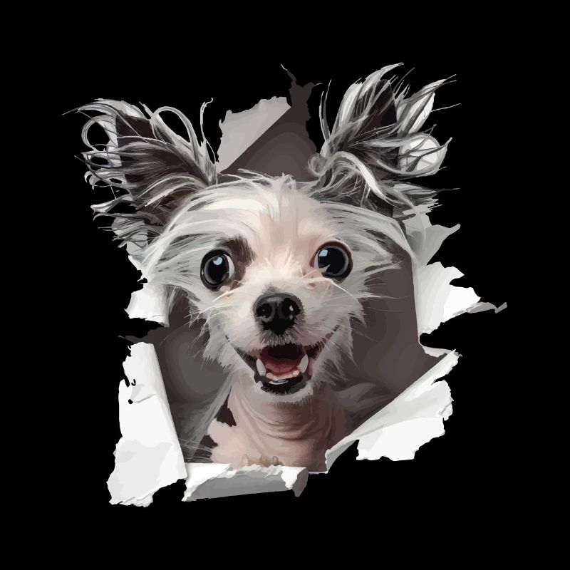 Chinesischer Schopfhund