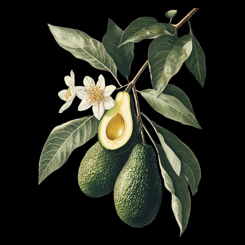 Avocado