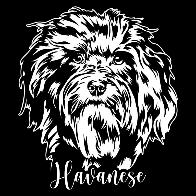 Havanese Hunde Portrait Hund Wilsigns