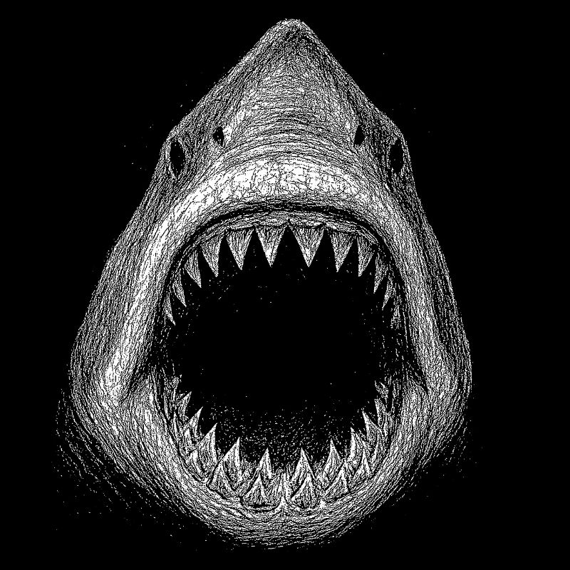 Great white shark