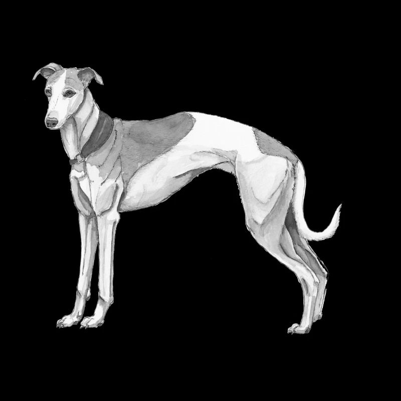 Whippet