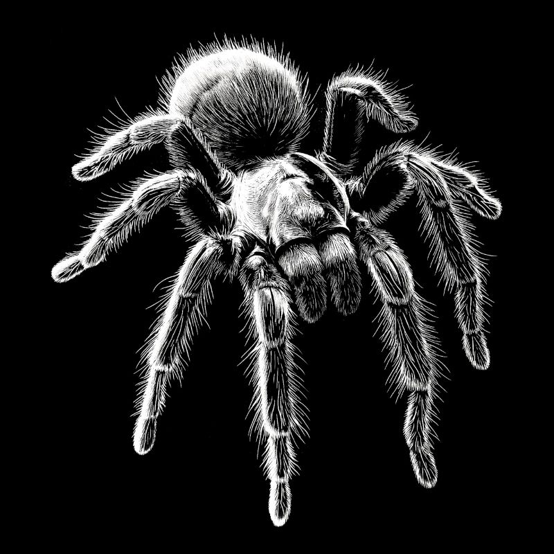 Tarentule Portrait Araignée Araignées Animaux