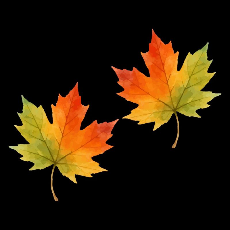 Leaf Maple Leaf Watercolor 2