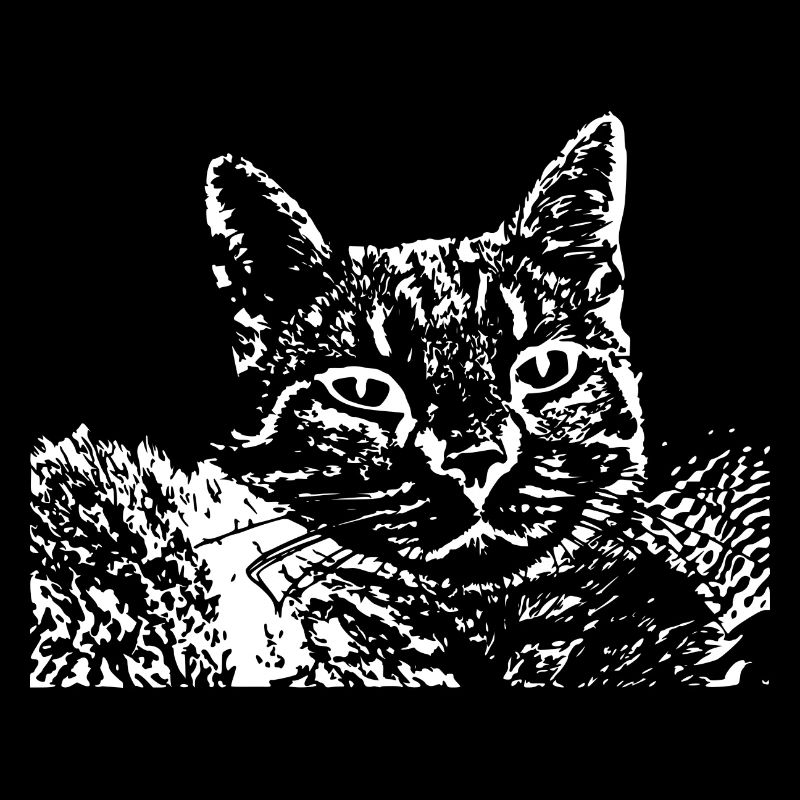 Chat Blanc Blanc Chats