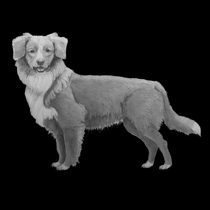 Nova Scotia Duck Tolling Retriever