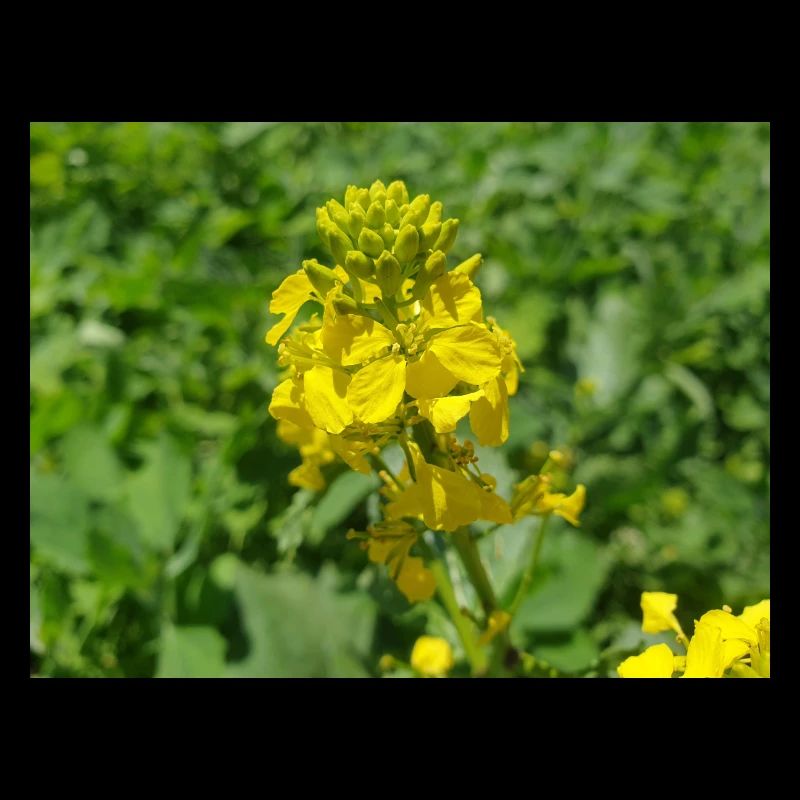 black mustard (in german Schwarzer Senf)