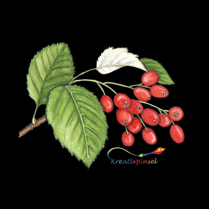Mûre (Sorbus aria)