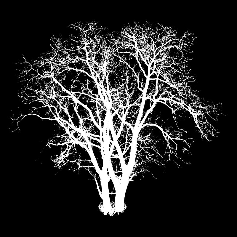 Arbre Silhuette