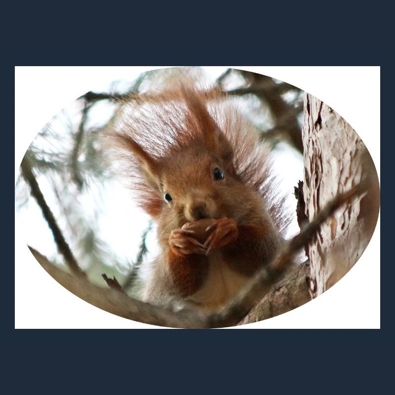 Eichhörnchen, Isibat