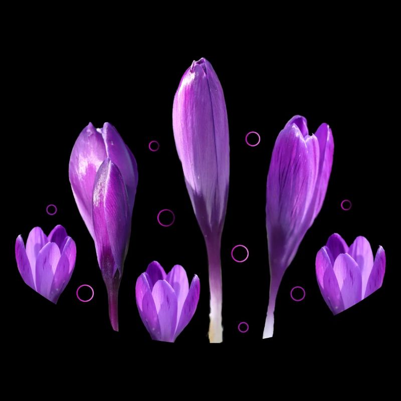 Crocuses, Spring, Harbingers of Spring
