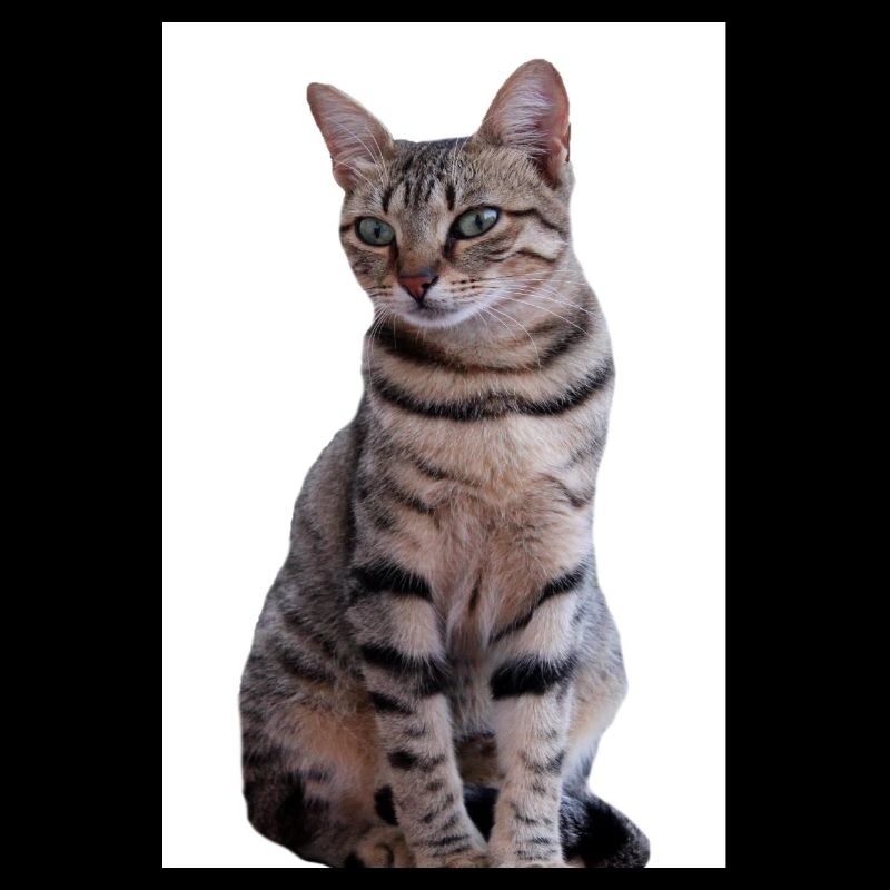 Chat chat noir chaton