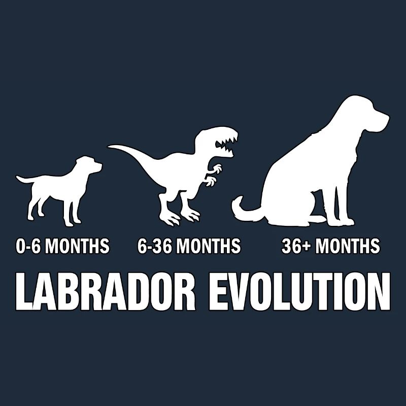 Évolution du Labrador