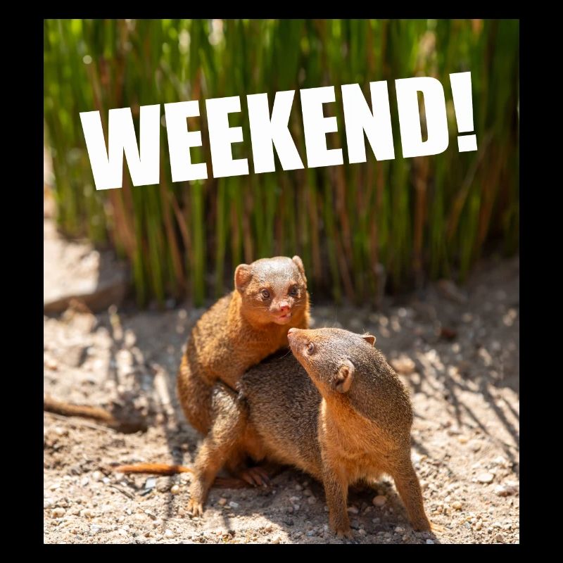 weekend party intercourse funny animals alcohol