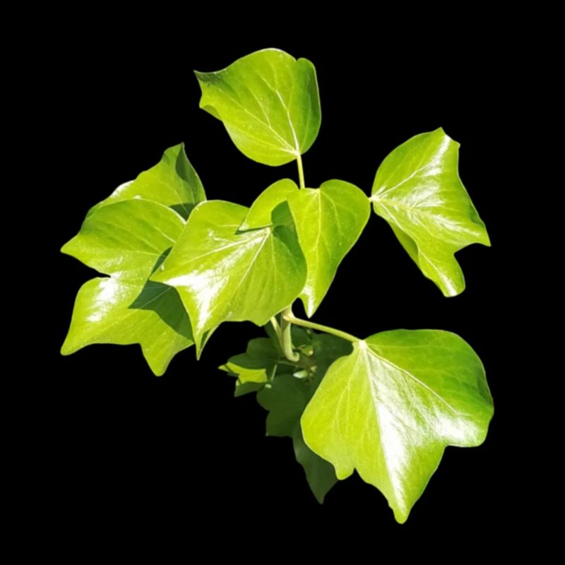 Ivy – Evergreen connection