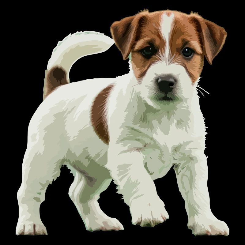 Jack Russell Terrier echt
