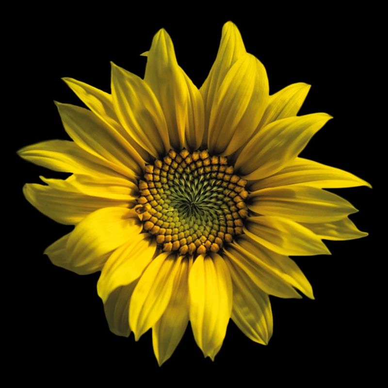 Sonnenblume