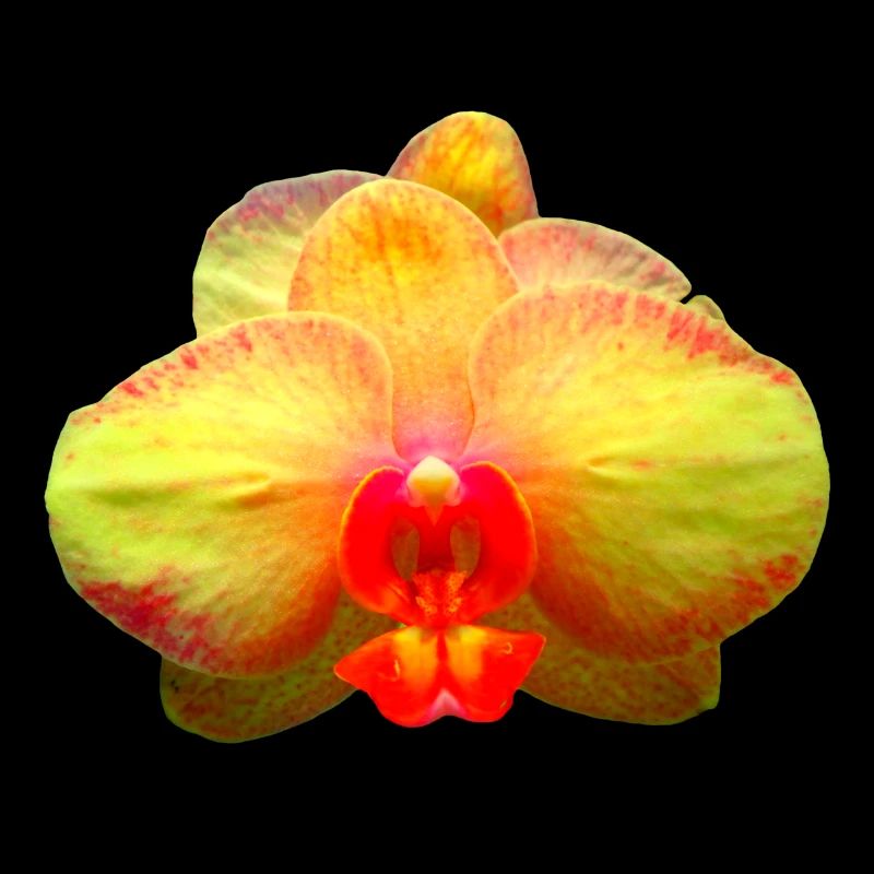 orchidée jaune magique, fleur, phalaenopsis