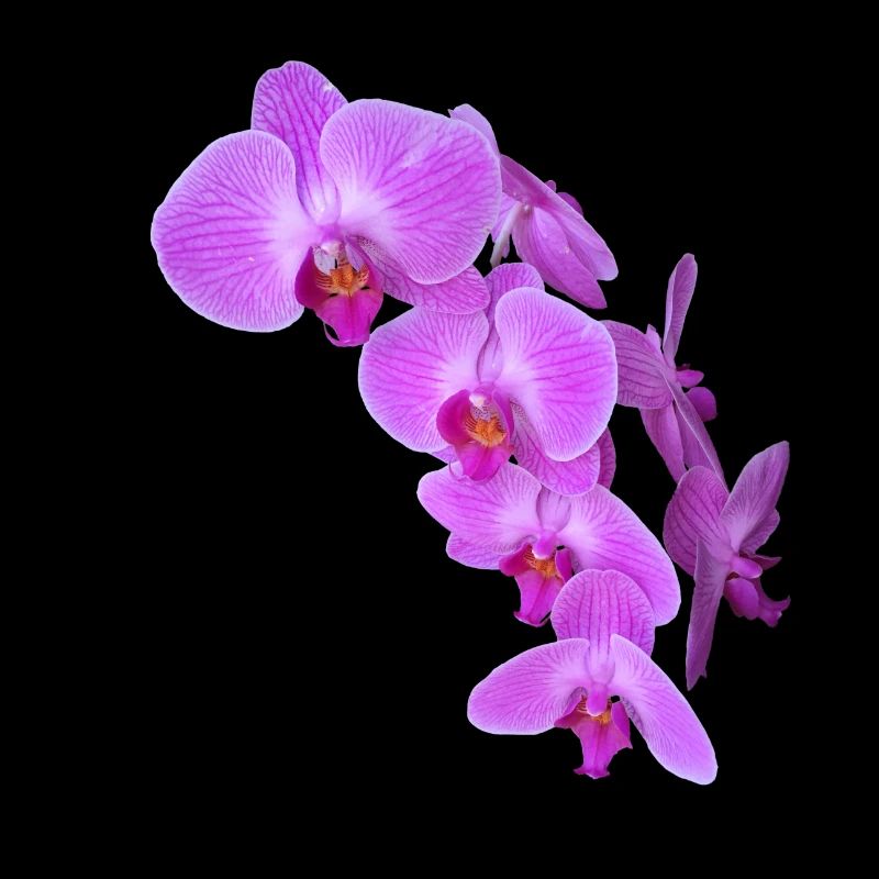 orchidée
