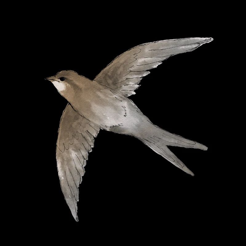 Common Swift am Himmel