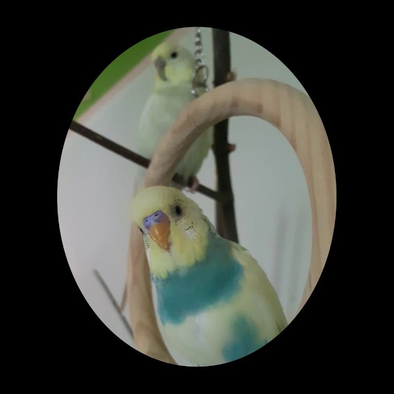 Budgerigars Budgerigar