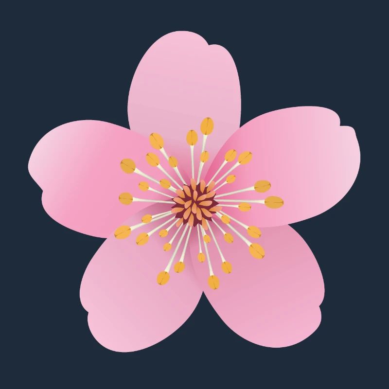 Cherry blossom