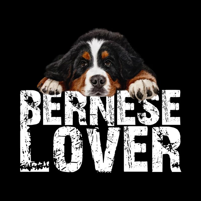 Bouvier bernois
