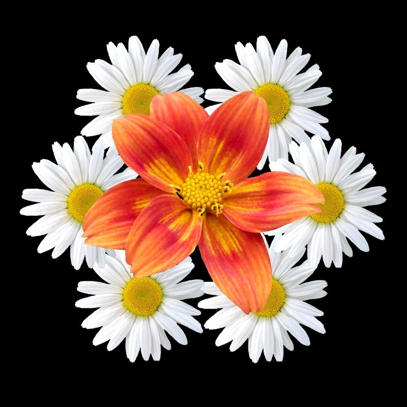 Daisies with orange flower daisy flower