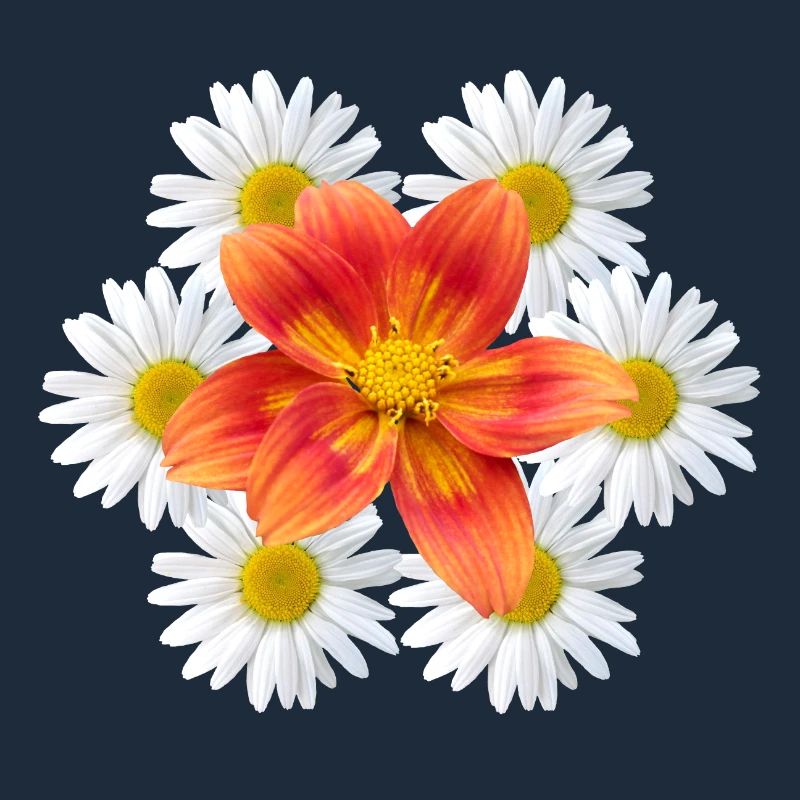 Margeriten mit oranger Blüte Gänseblümchen Blume