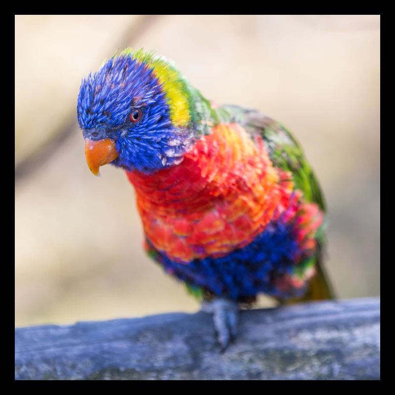 Regenbogenloris (Allfarblori, Trichoglossus)