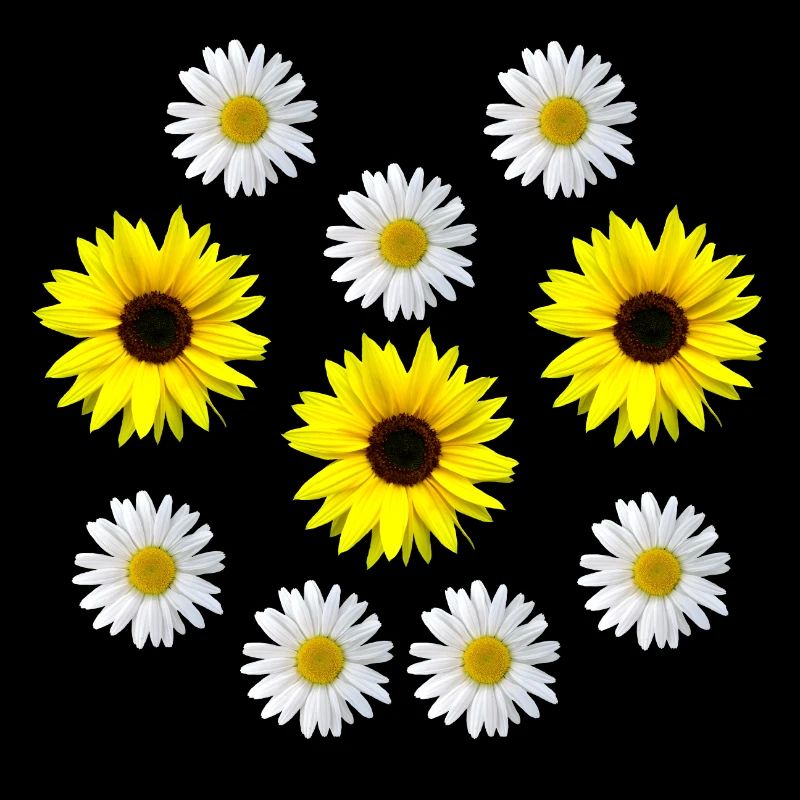 Tournesol et marguerites fleur, fleur, fleur