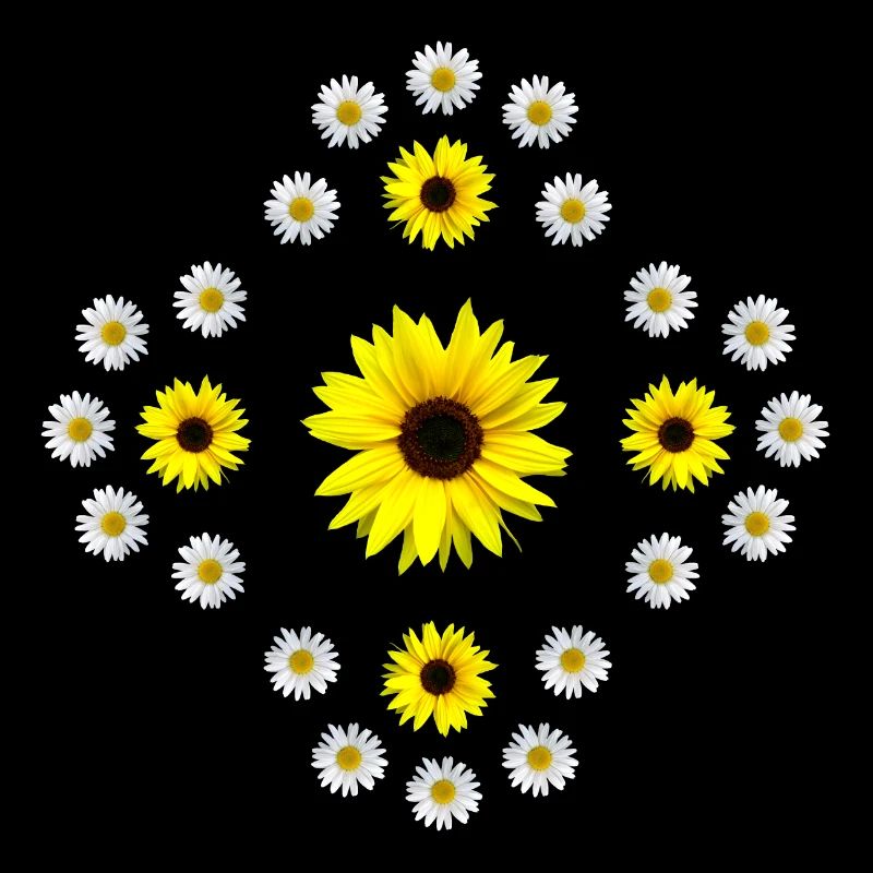 blühende Margeriten und Sonnenblumen Blüte blumig