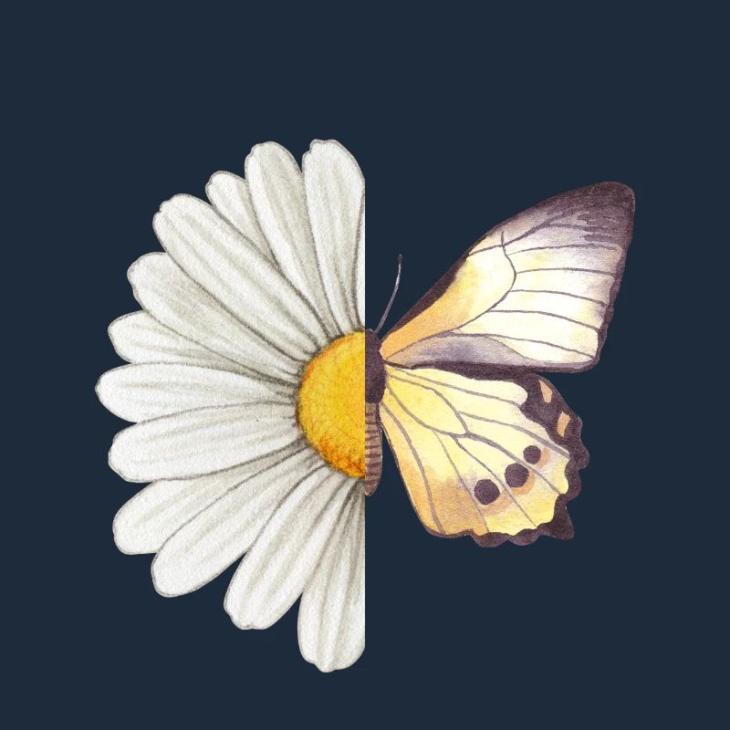 Gänseblümchen-Schmetterling