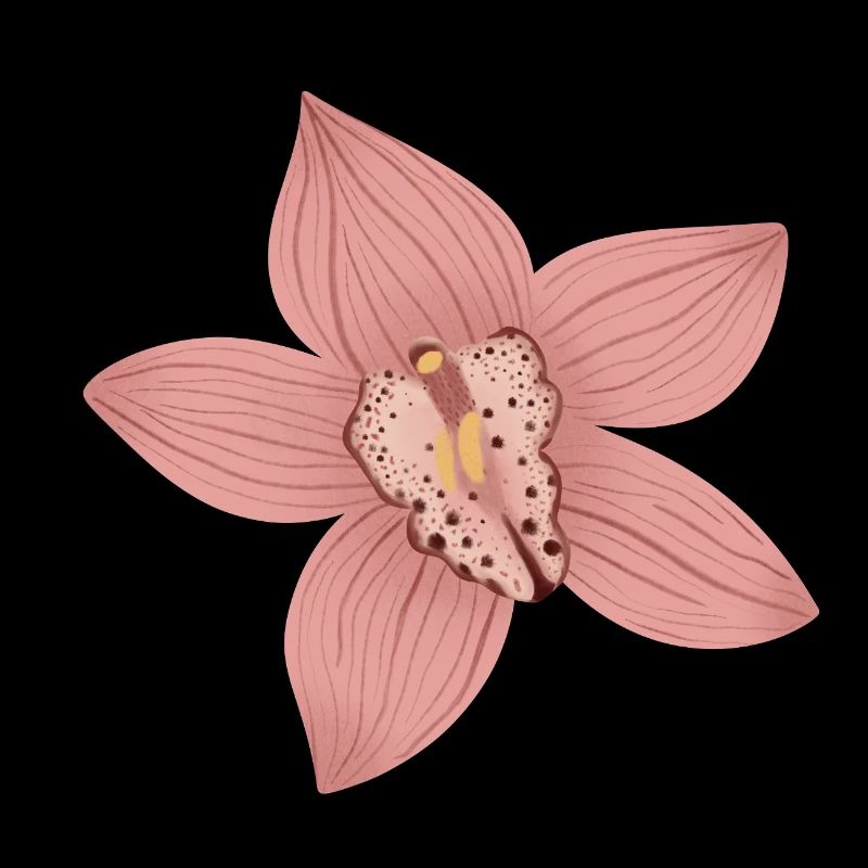 Pink Orchid Flower