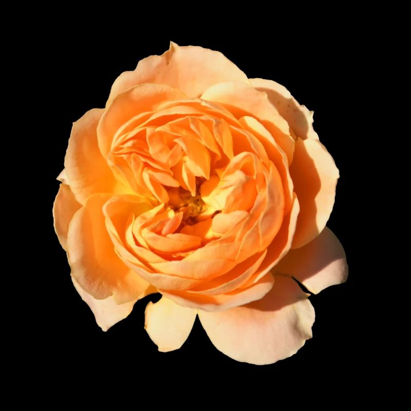 Rose isoliert