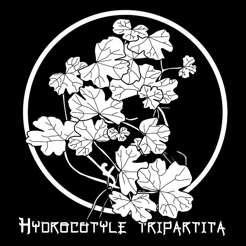 Hydrocotyle tripartita