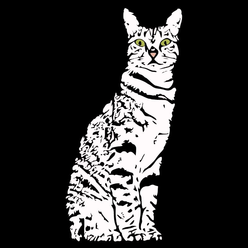Chat Blanc Blanc Chats Chaton mignon