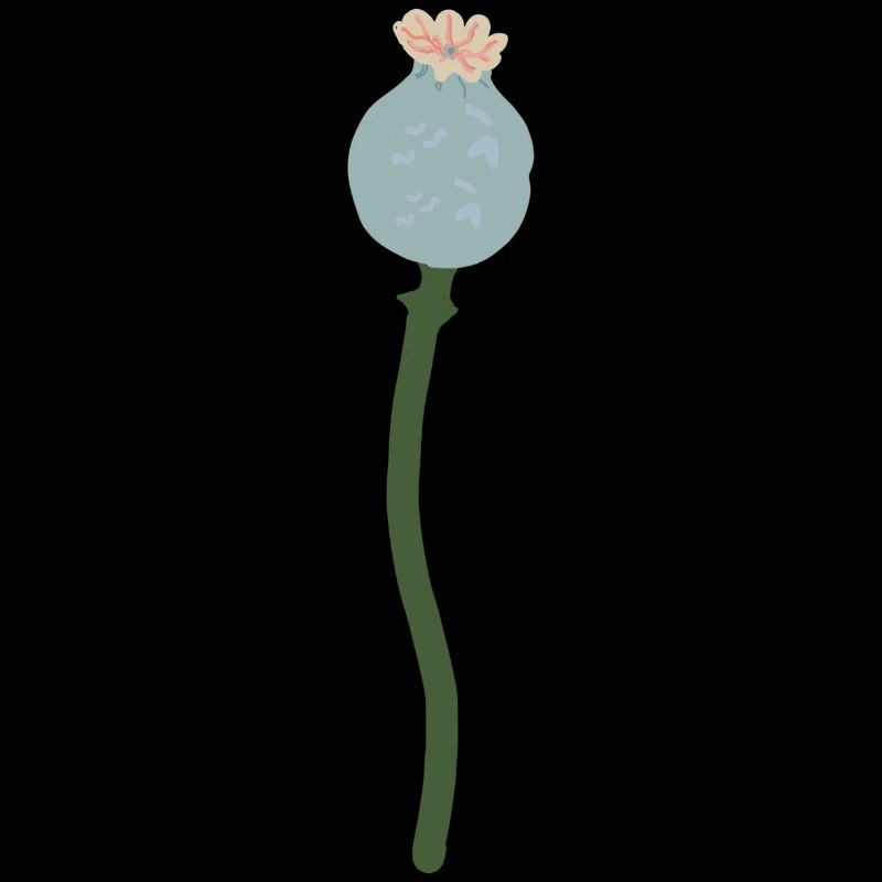 Poppy seed capsule