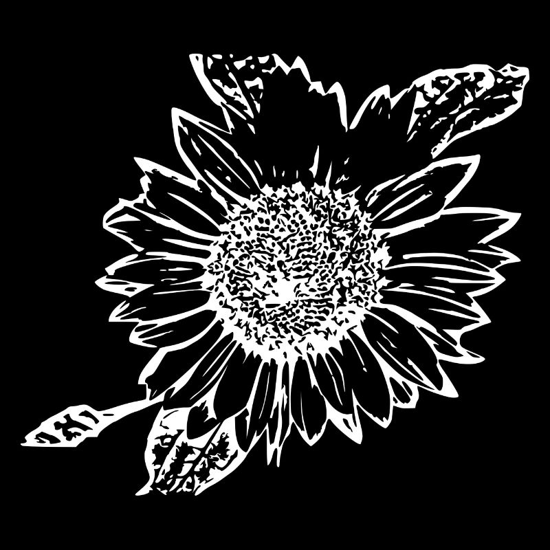 Tournesol blanc