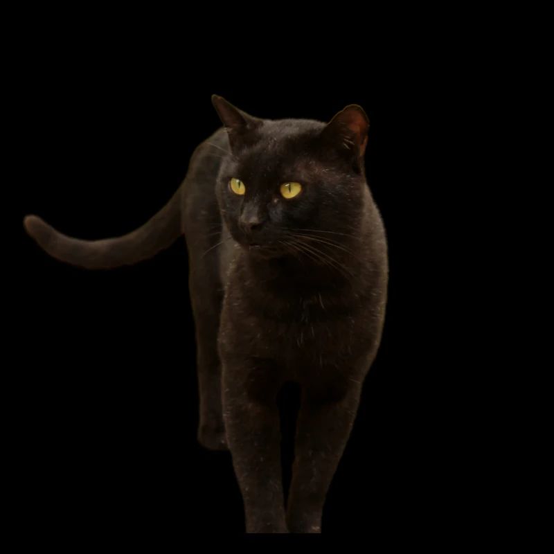 schwarze Katze Kätzchen Katze