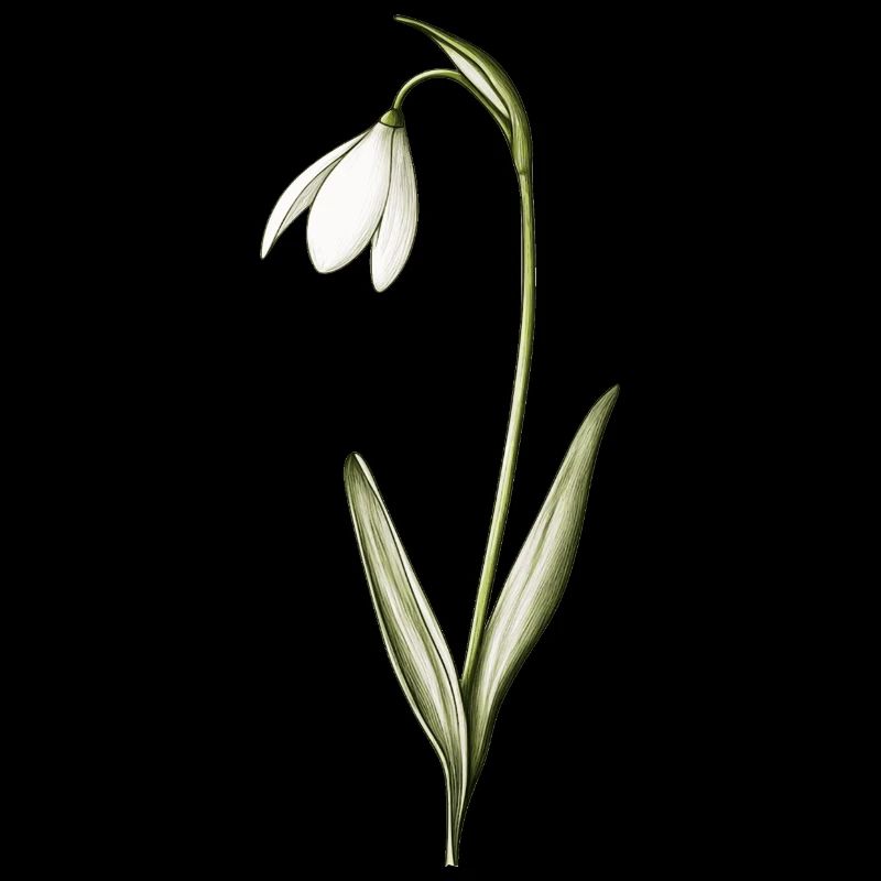 small snowdrops
