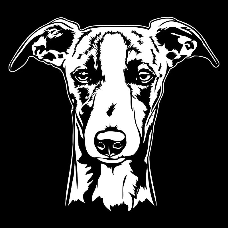 Whippet Portrait Chien Chiens Lévriers Wilsigns