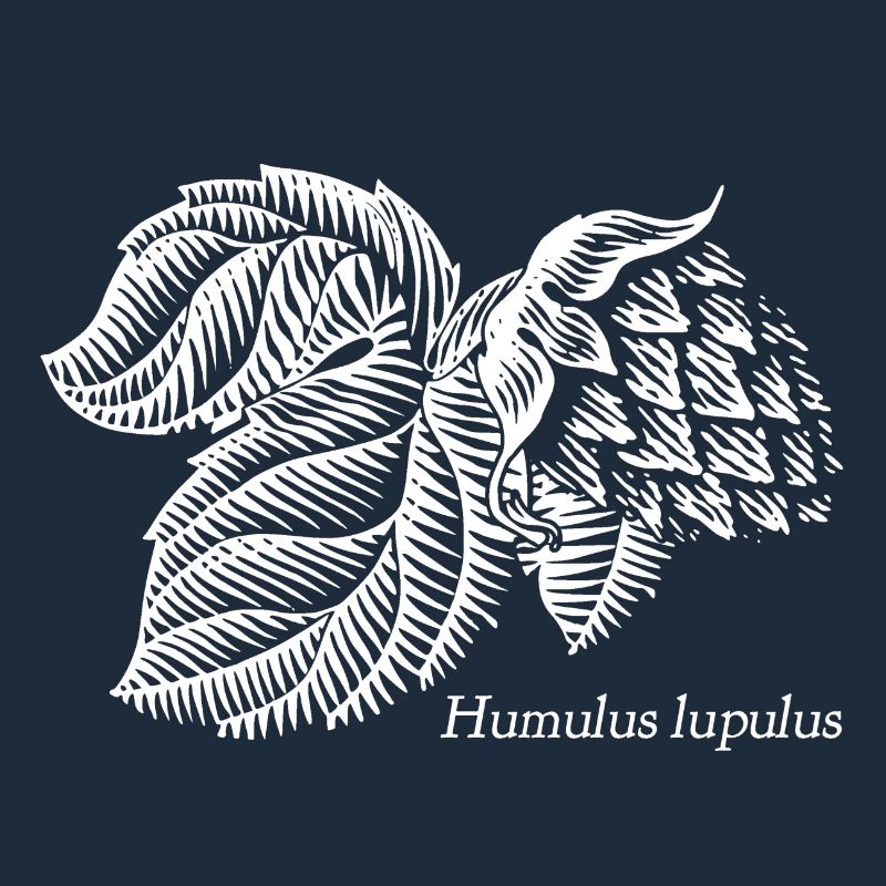 Humulus lupulus Let's get hoppy